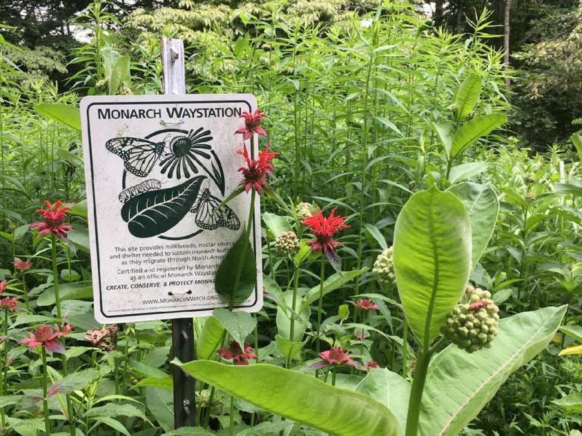 14 Woods Drive, Fairview, NC 28730.  MLS# CAR4223729, YatesRealty ID 9429. Butterfly garden listed in the Monarch Waystation website.