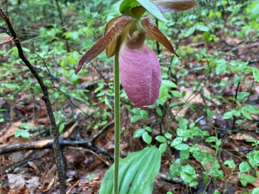 14 Woods Drive, Fairview, NC 28730.  MLS# CAR4223729, YatesRealty ID 9429. Pink Lady slipper!