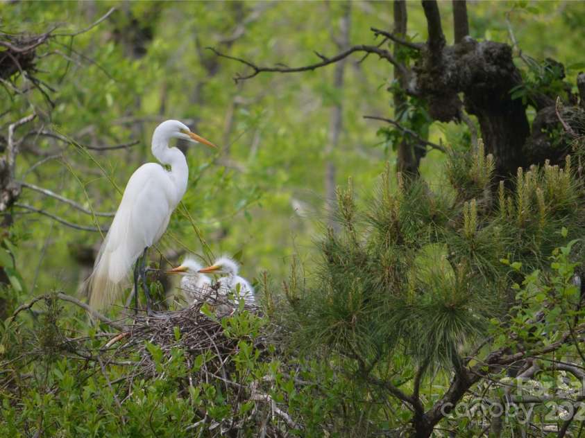229 Joseph Kershaw Road, Eastover, SC 29044.  MLS# CAR4122309, YatesRealty ID 958. Egret Rookery, hundreds of Egrets come every year to spend the summer and start new families