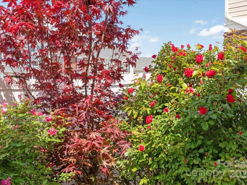 158 Council House Road, Fort Mill, SC 29708.  MLS# CAR4239888, YatesRealty ID 9596. Amazing Japanese Maple tree