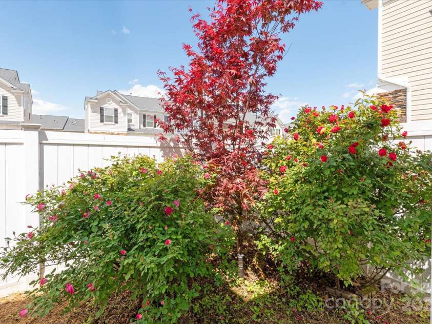 158 Council House Road, Fort Mill, SC 29708.  MLS# CAR4239888, YatesRealty ID 9596. Beautiful roses