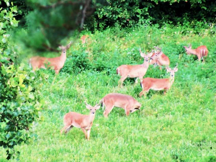 6033 Low Country Road, Lenoir, NC 28645.  MLS# CAR4233003, YatesRealty ID 9627. 